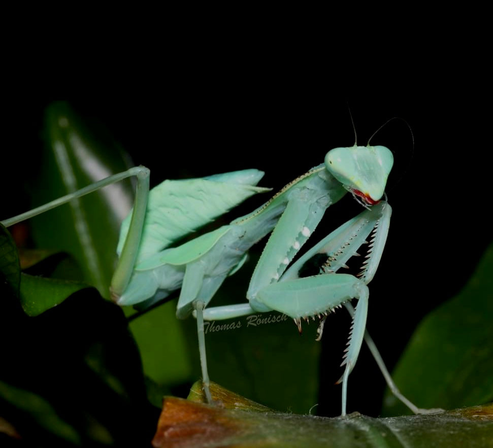 Sphodromantis sp Blue Flash Mantis africana gigante