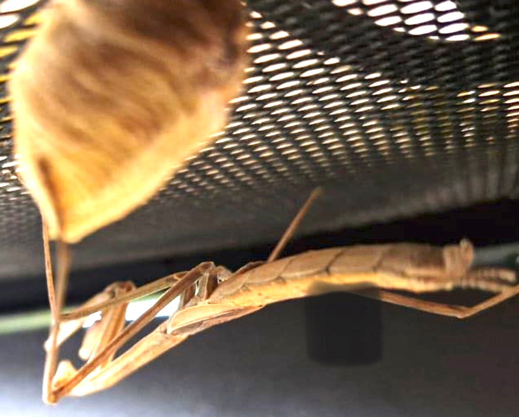 New species! Giant Praying Mantis Phasmomantella sp. phasmomontella