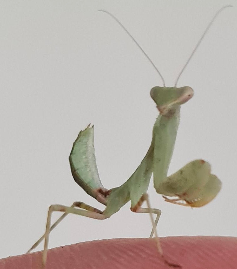 Clinia humeralis Wide-arm mantis - USMANTIS