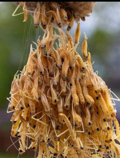 Chinese Praying Mantis ooth eggs case live bulk wholesale - USMANTIS