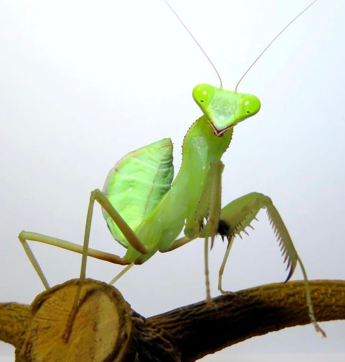 Sphodromantis sp Blue Flash Mantis africana gigante