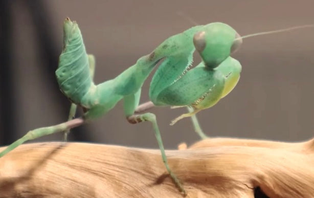 Clinia humeralis Wide-arm mantis - USMANTIS