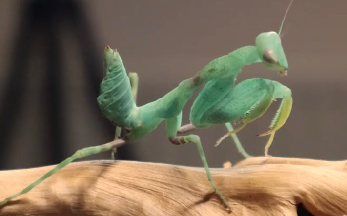 Clinia humeralis Wide-arm mantis - USMANTIS