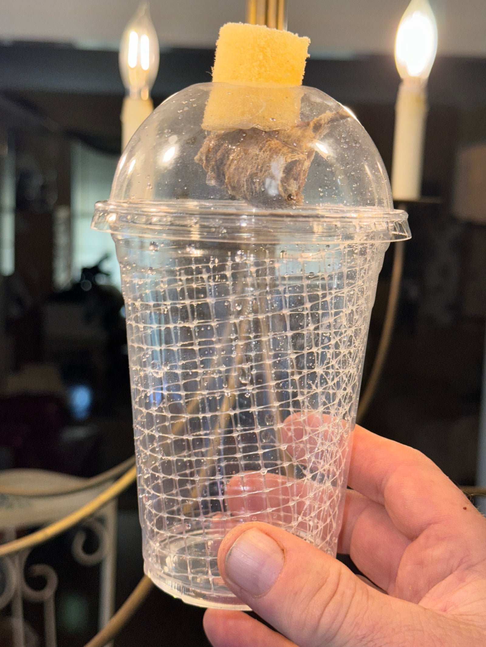 Praying mantis egg mounted in hatching container - USMANTIS