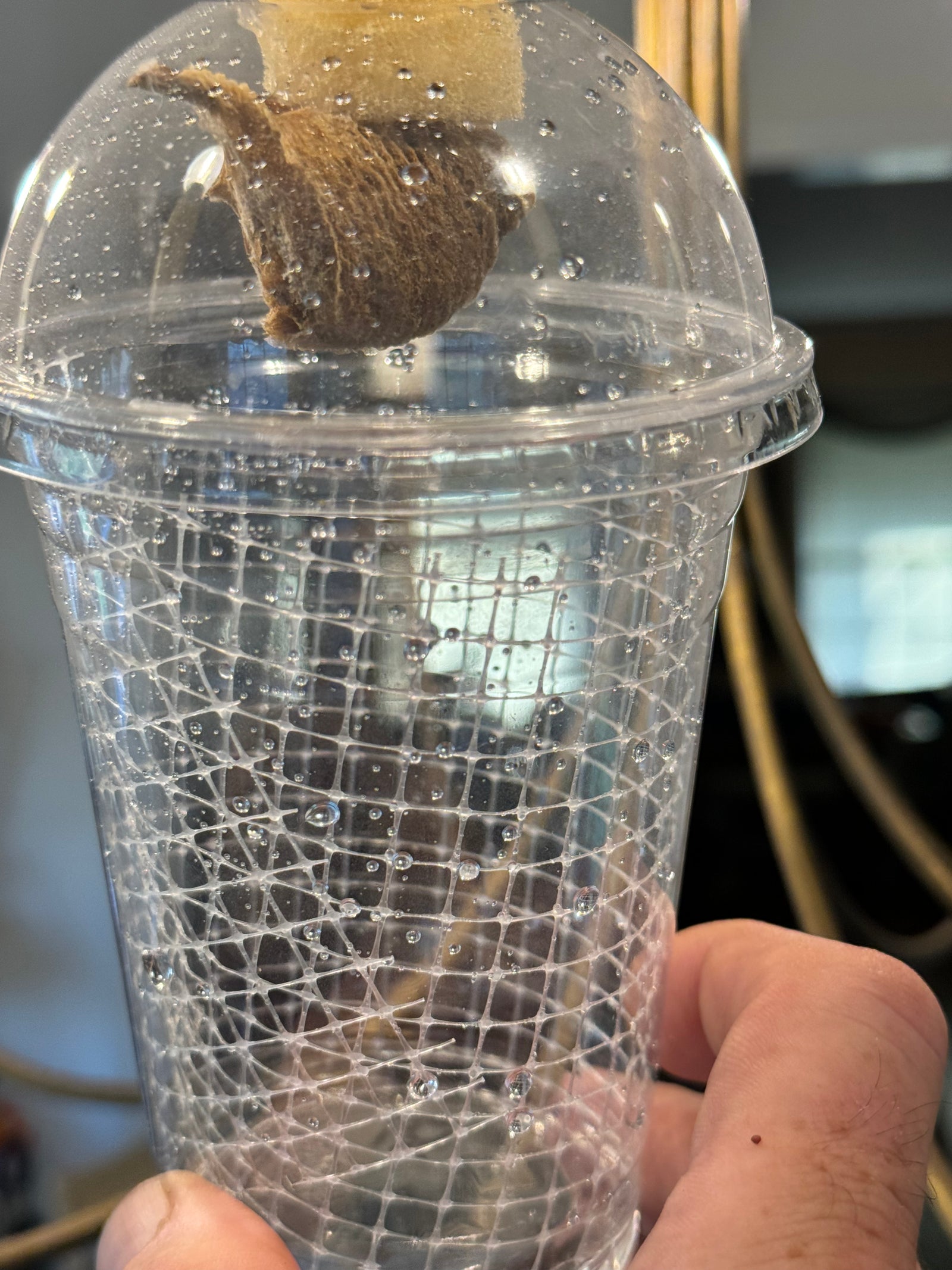 Praying mantis egg mounted in hatching container - USMANTIS