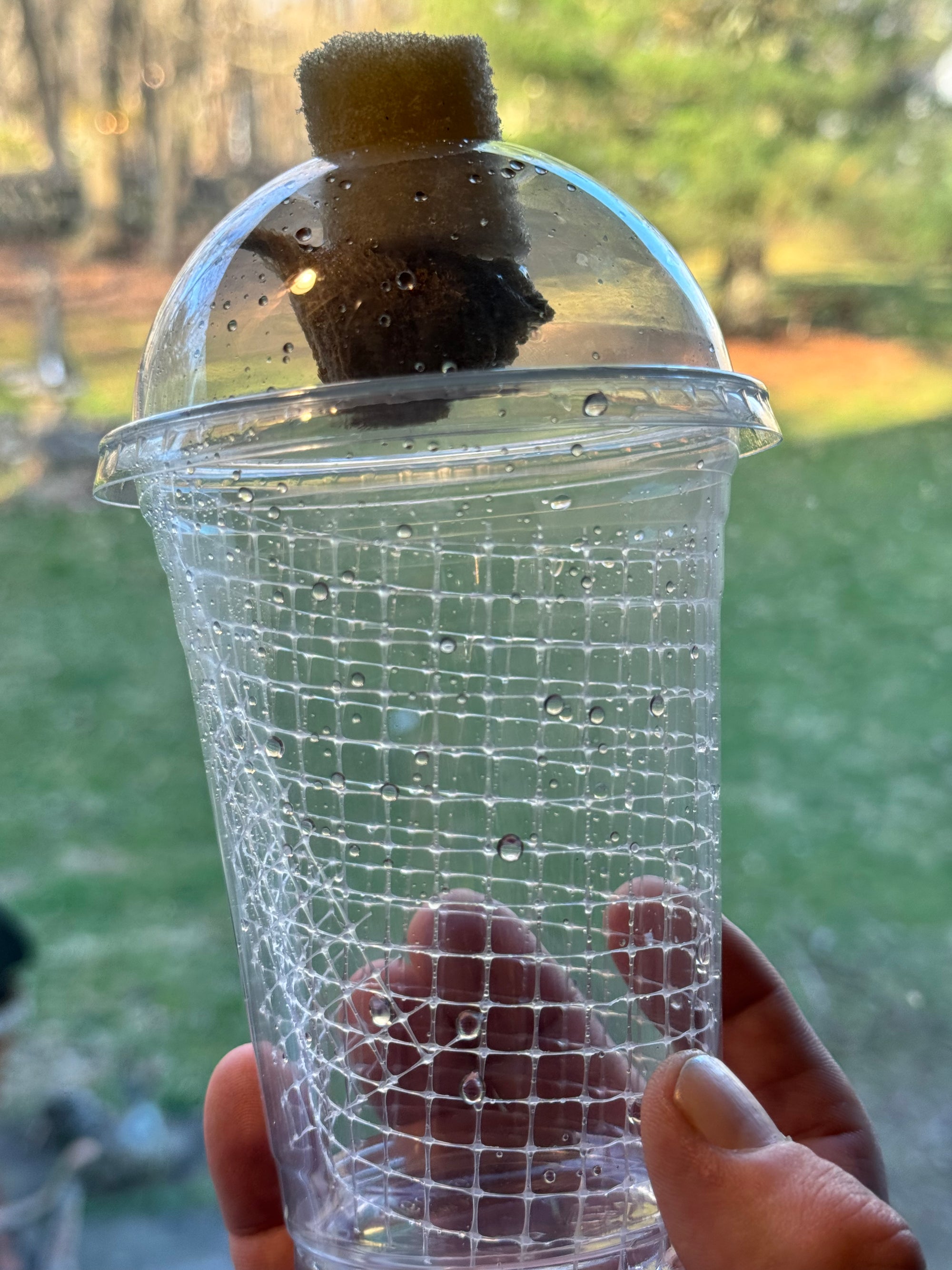 Praying mantis egg mounted in hatching container - USMANTIS