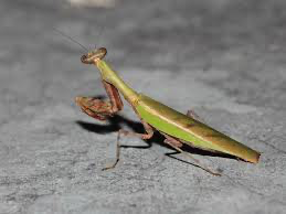 Acromantis gestri Thai Boxer mantis - USMANTIS