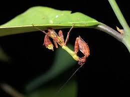 Acromantis gestri Thai Boxer mantis - USMANTIS