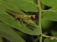 Acromantis gestri Thai Boxer mantis - USMANTIS