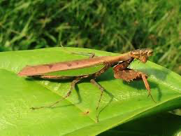 Acromantis gestri Thai Boxer mantis - USMANTIS