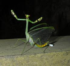 Stagmatoptera supplicaria Avocado praying mantis