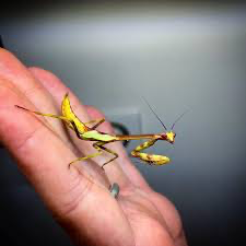 Stagmatoptera supplicaria Avocado praying mantis