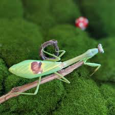 Stagmatoptera supplicaria Avocado praying mantis