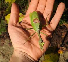 Stagmatoptera supplicaria Avocado praying mantis