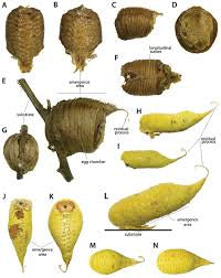 Stagmatoptera supplicaria Avocado praying mantis