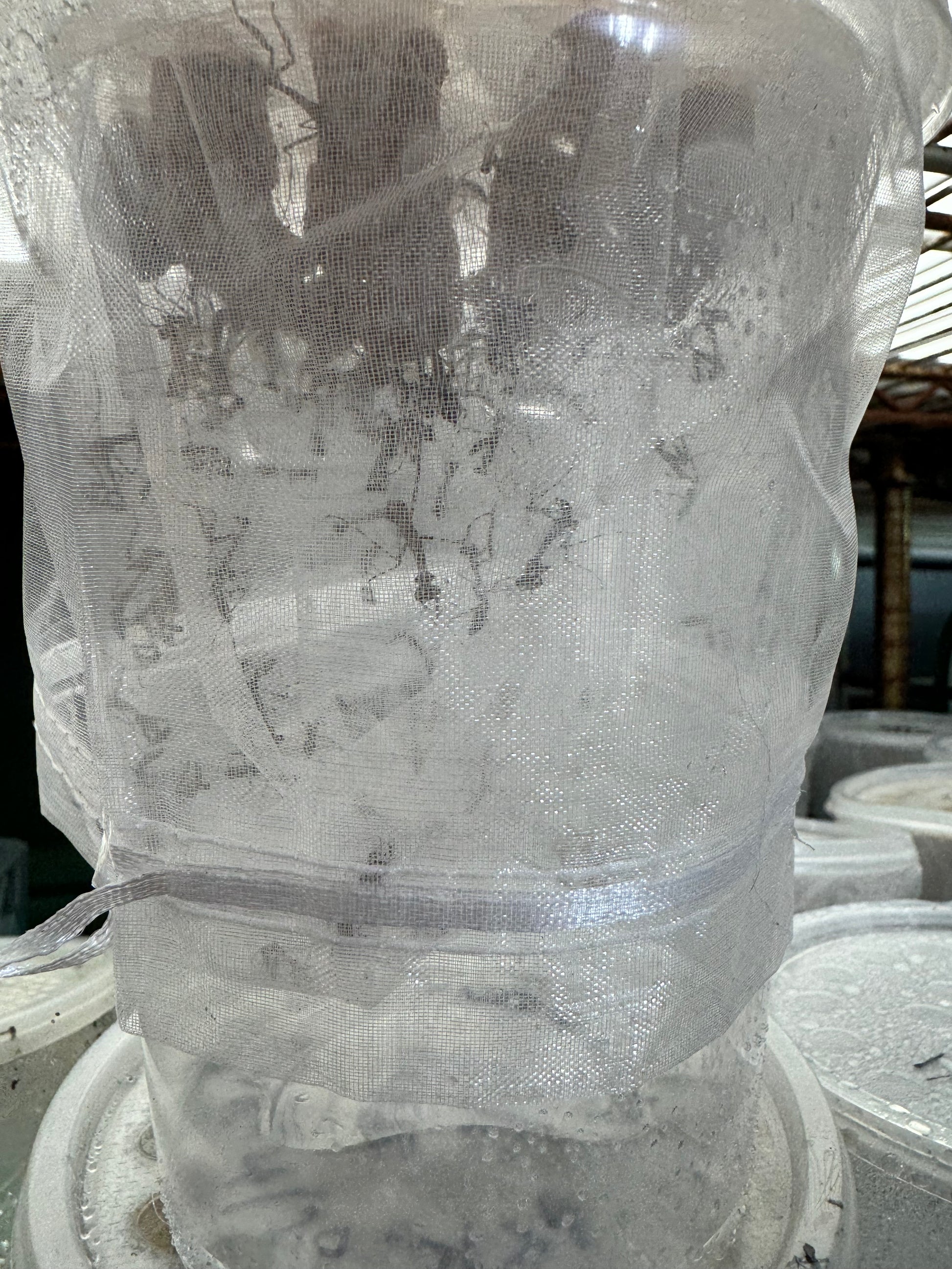 Deroplatys lobata live Dead leaf Praying mantis - USMANTIS