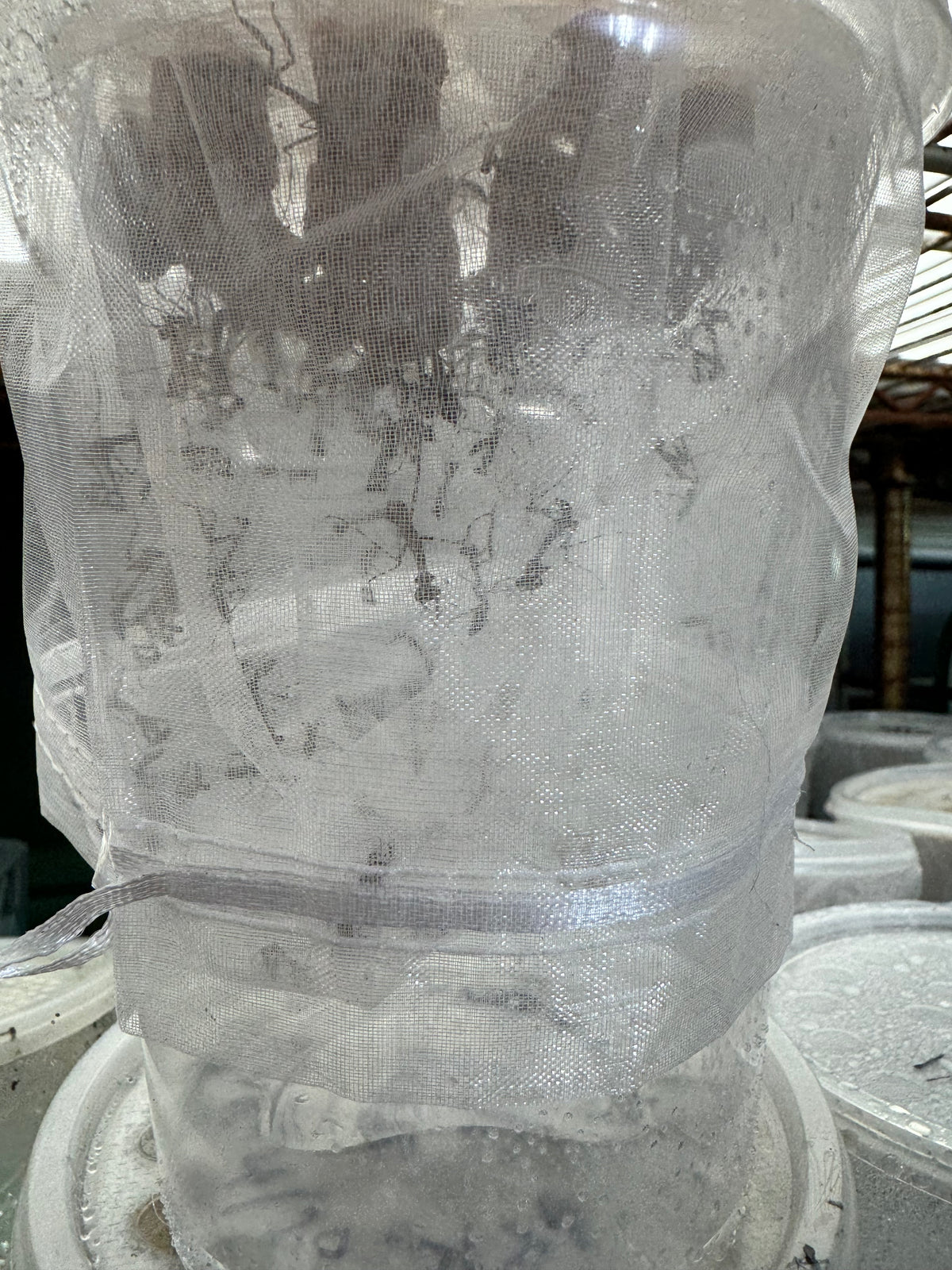 Deroplatys lobata live Dead leaf Praying mantis