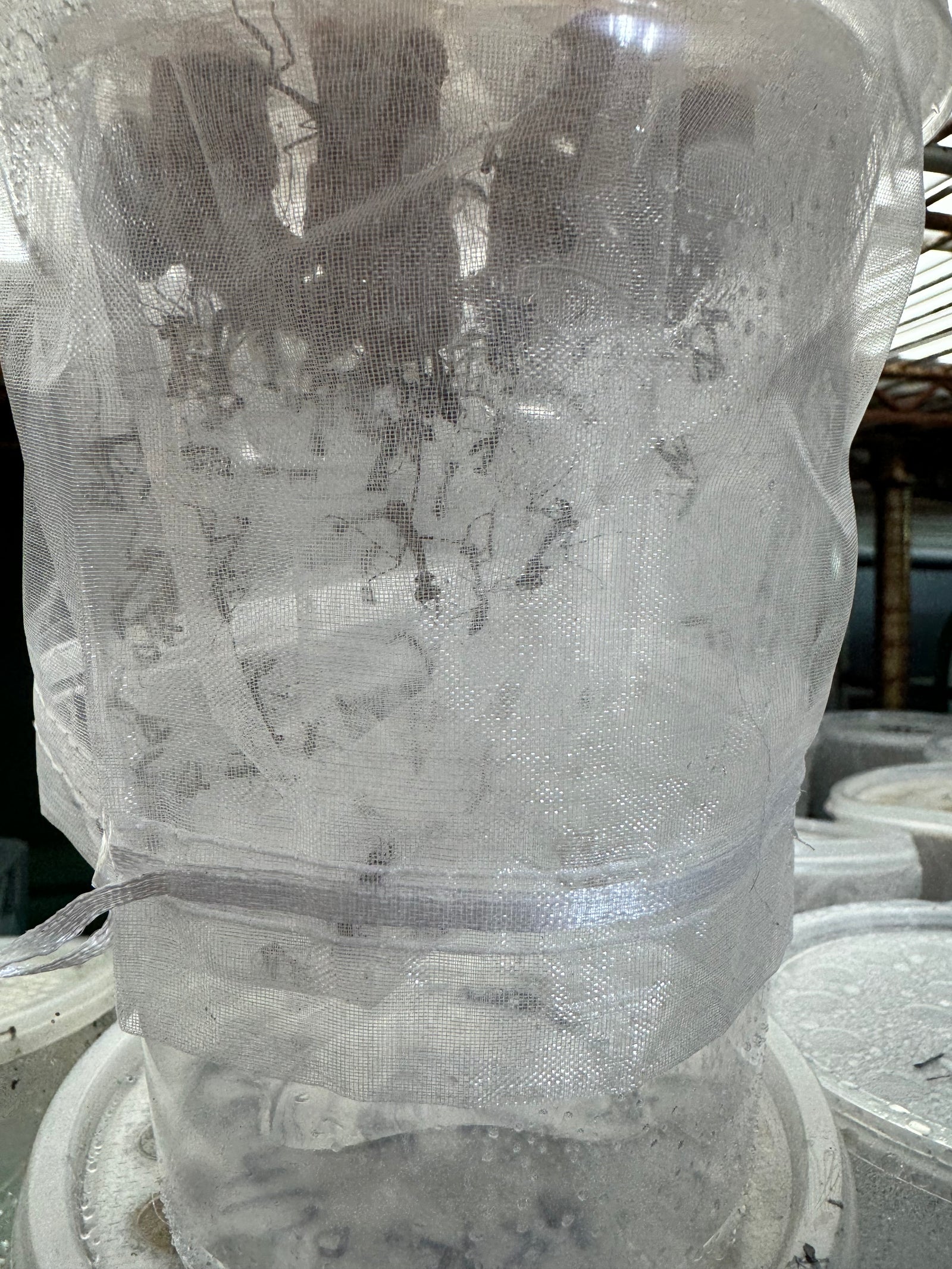 Deroplatys lobata live Dead leaf Praying mantis