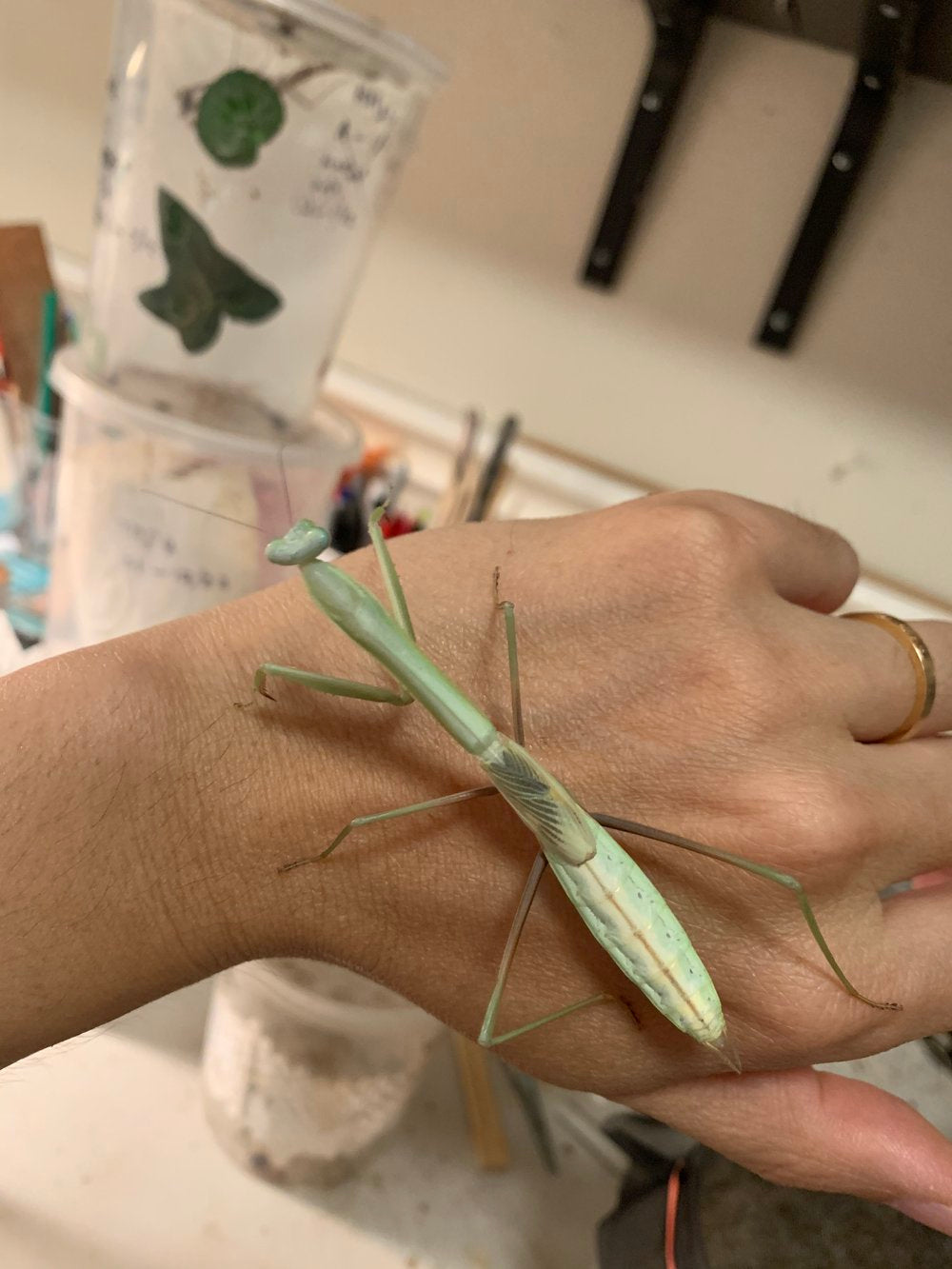 New species! Giant Praying Mantis Phasmomantella sp. phasmomontella