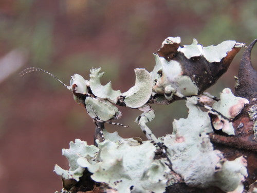 Lichen mantis Oxyelaea elegans