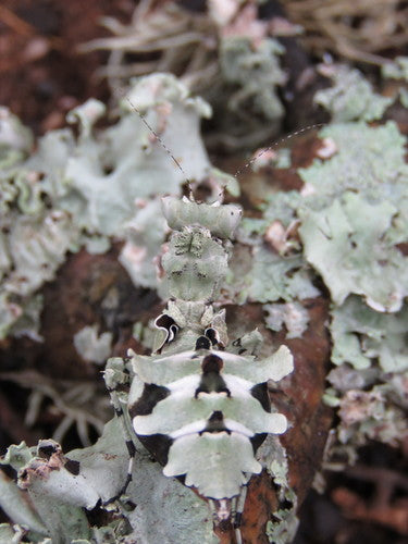 Lichen mantis Oxyelaea elegans