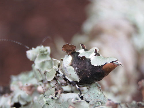 Lichen mantis Oxyelaea elegans