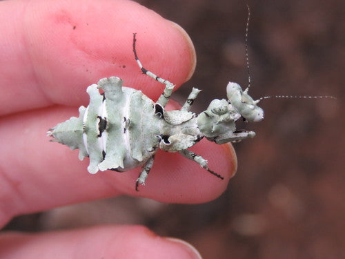 Lichen mantis Oxyelaea elegans