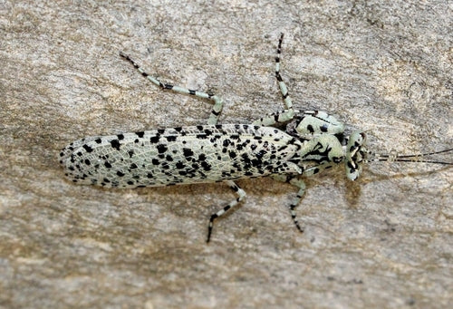 Lichen mantis Oxyelaea elegans