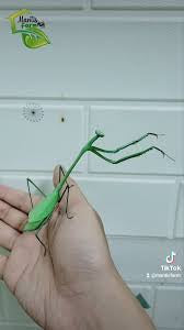 New species! Giant Praying Mantis Phasmomantella sp. phasmomontella