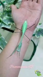 New species! Giant Praying Mantis Phasmomantella sp. phasmomontella