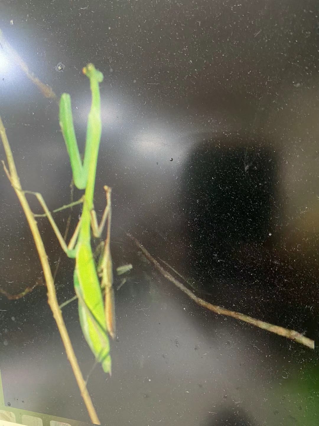 New species! Giant Praying Mantis Phasmomantella sp. phasmomontella