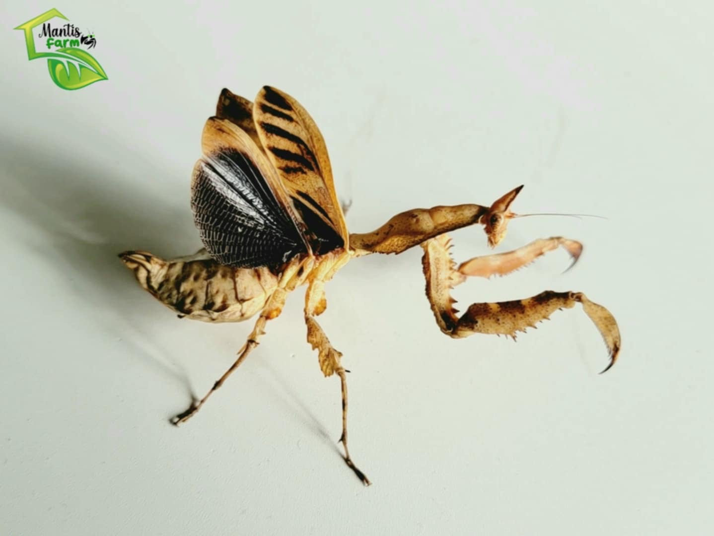 Mantis de Darth Vader Parablepharis kuhlii