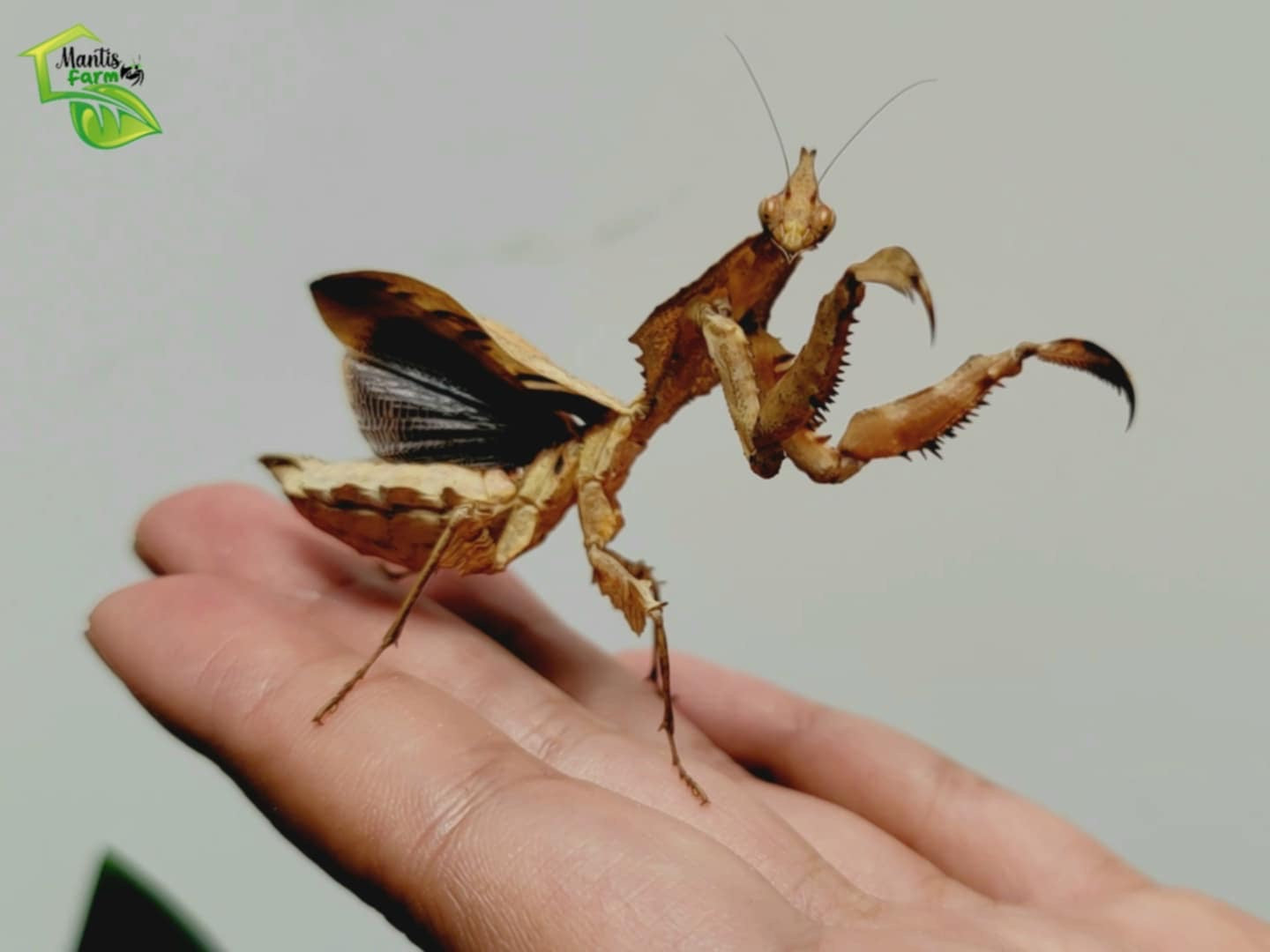 Mantis de Darth Vader Parablepharis kuhlii