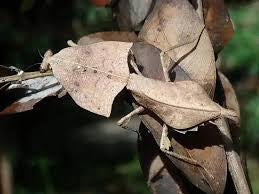 Deroplatys gorochovi dead leaf mantis NEW species