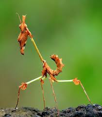 Gongylus gongylodes Violins Mantis ooth nymphs