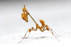 Gongylus gongylodes Violins Mantis ooth nymphs