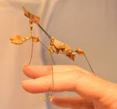 Gongylus gongylodes Violins Mantis ooth nymphs