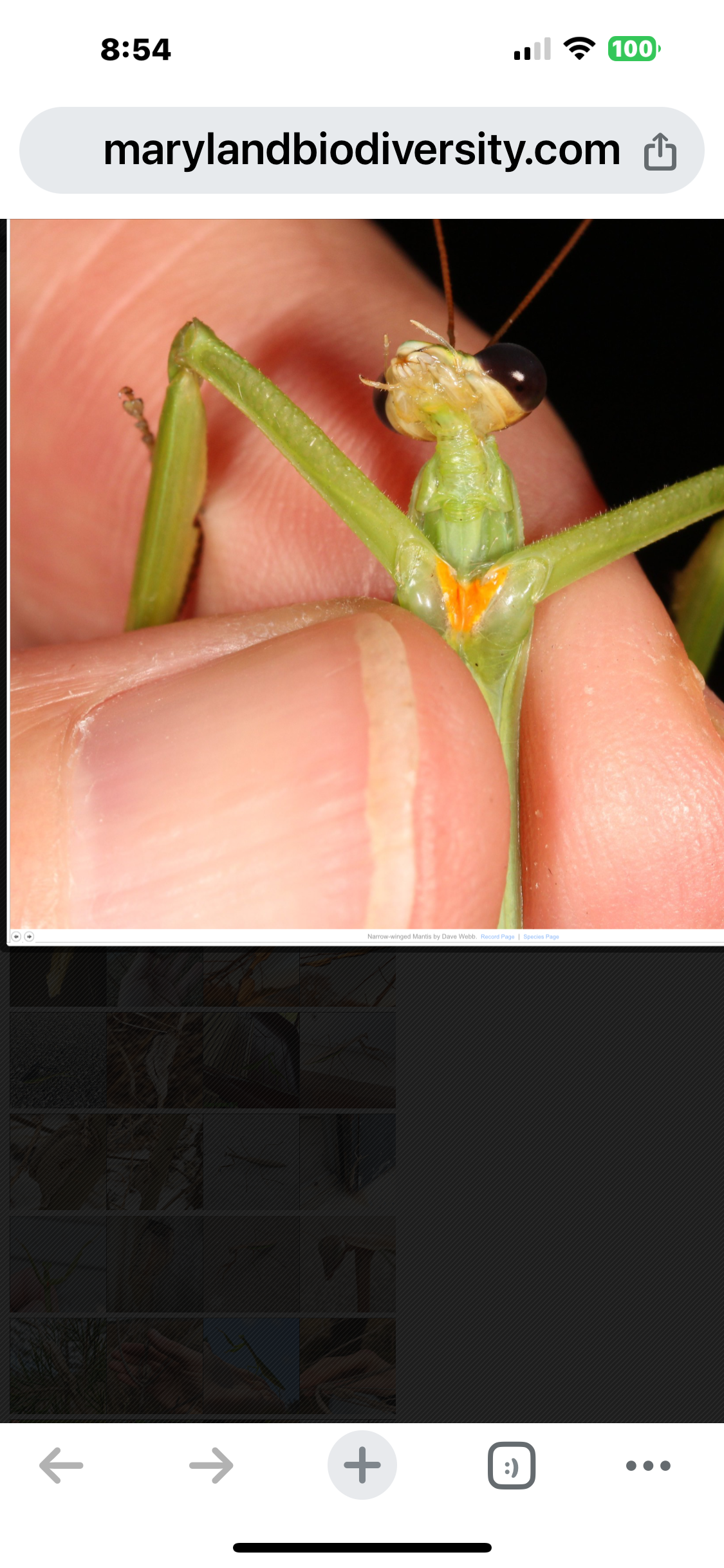 Tenodera augustipennis praying mantis