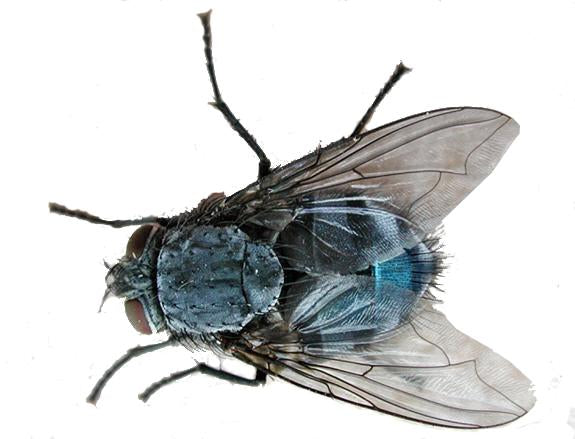 Blue bottle fly Spikes, Larvae, Grubs feeder flies. Bulk pupae - USMANTIS