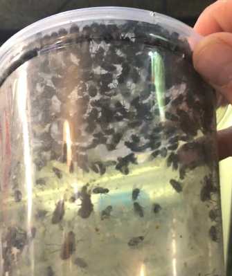 Mosca de botella azul Púas, larvas, larvas que se alimentan de moscas. pupas a granel 