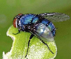 Blue Bottle Fly Spikes Pupae pollinators, larvae ,grubs, USDA raised FRESH New improved