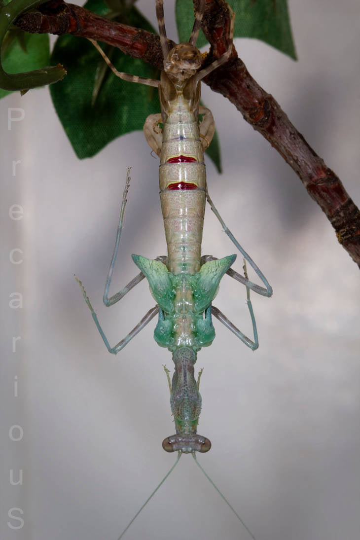 Clinia humeralis Wide-arm mantis - USMANTIS