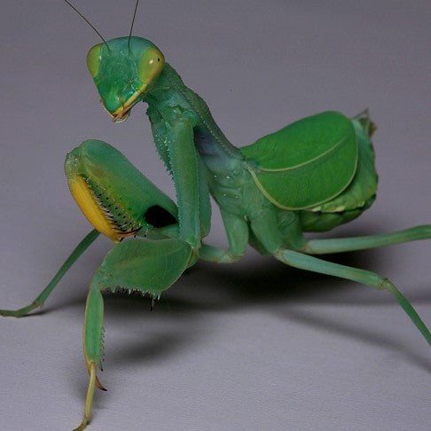 Clinia humeralis Wide-arm mantis - USMANTIS