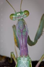 Clinia humeralis Wide-arm mantis - USMANTIS