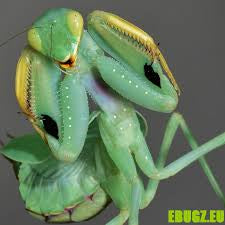 Clinia humeralis Wide-arm mantis - USMANTIS