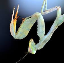Clinia humeralis Wide-arm mantis - USMANTIS