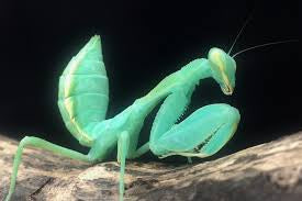 Clinia humeralis Wide-arm mantis - USMANTIS