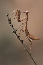 Pnigomantis medioconstricta Mantis gigante de doble escudo LP