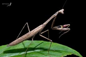 Statillia maculata Asian Jumping mantis - USMANTIS