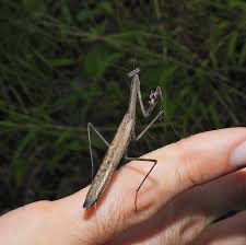 Statillia maculata Asian Jumping mantis - USMANTIS
